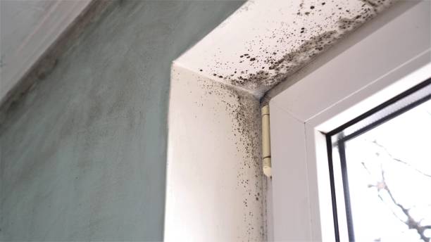 Best Certified Mold Removal  in Louisville, OH