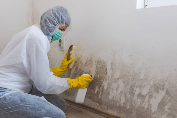 Best Office Mold Removal Services  in Louisville, OH