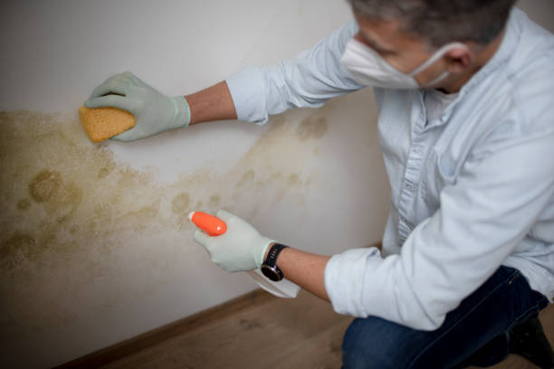 Best Local Mold Removal Service  in Louisville, OH