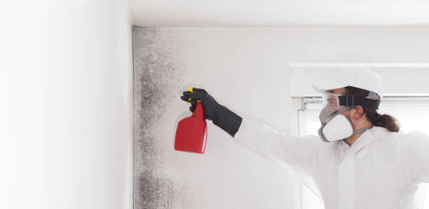 Best Toxic Mold Removal  in Louisville, OH