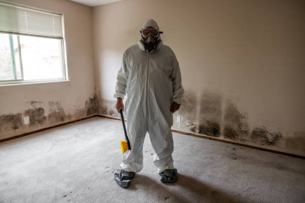 Best Residential Mold Removal  in Louisville, OH