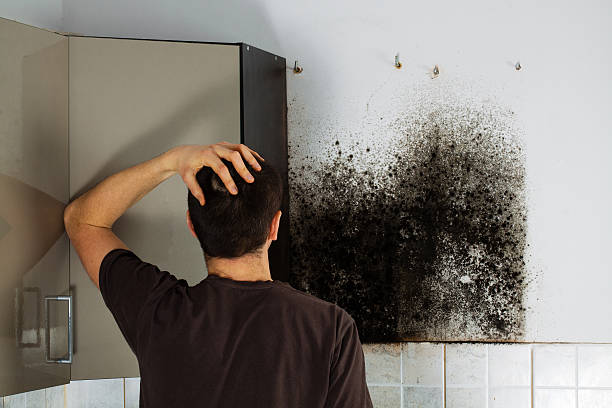 Best Black Mold Removal  in Louisville, OH