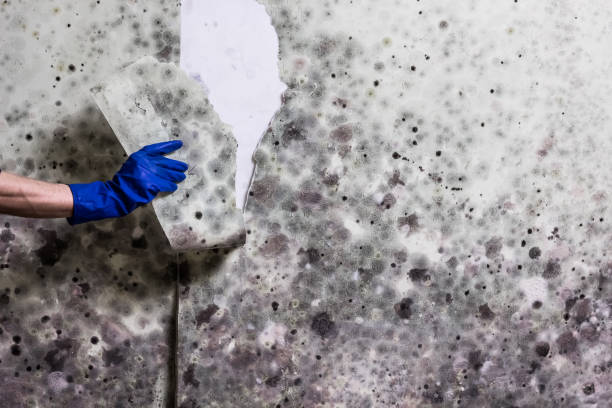 Best Certified Mold Removal  in Louisville, OH