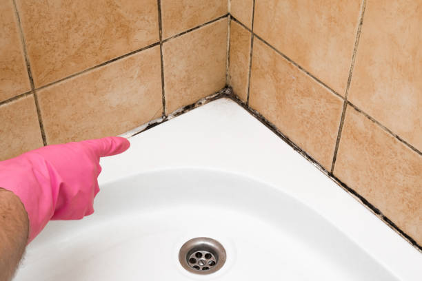 Best Residential Mold Removal  in Louisville, OH